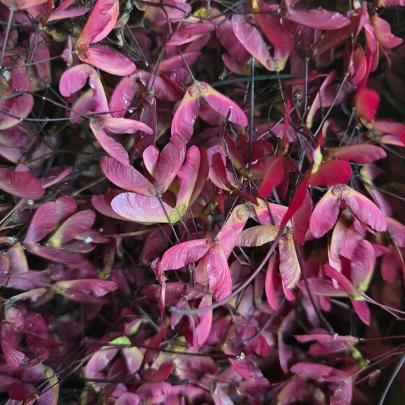 30 Red Japanese Maple Tree Seeds - Acer Palmatum - Picture 16 of 16